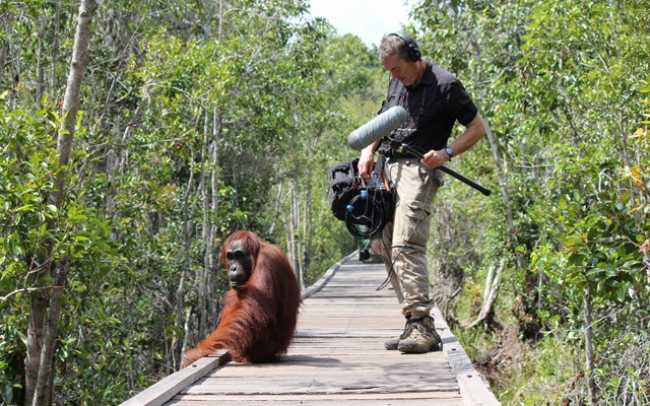 DPA captures sound for The Last of the Great Apes film shoot